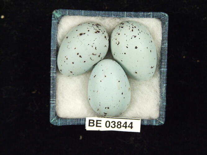 Three bird eggs in box with specimen label.