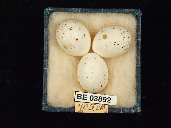 Three bird eggs in box with specimen labels.