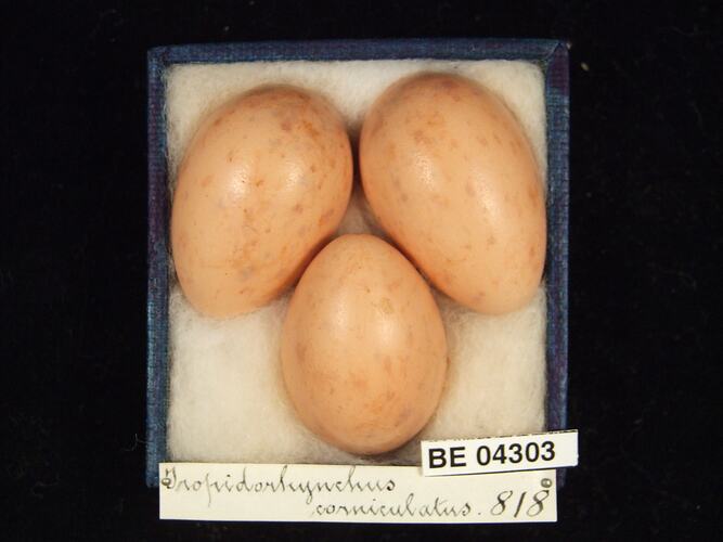 Three bird eggs in box with specimen labels.