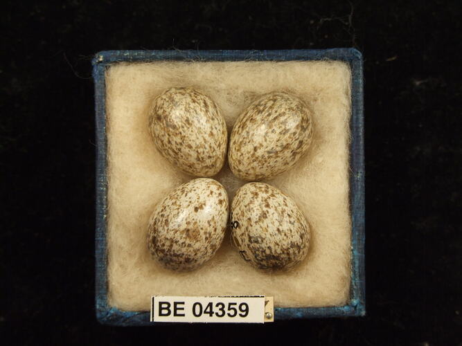 Four bird eggs in box with specimen labels.