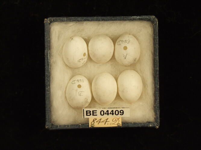 Six bird eggs in box with specimen labels.