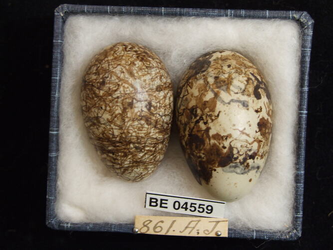 Two bird eggs with specimen labels in box.