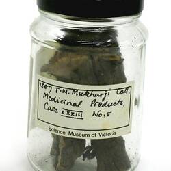 Root - Plumbago coccinea, India, 1880s