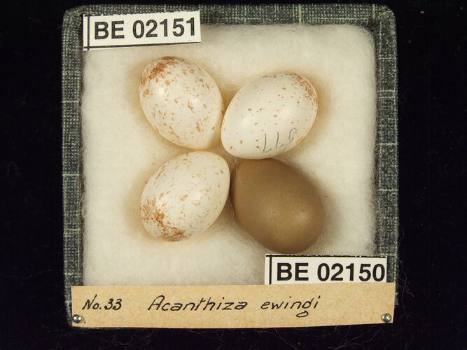 Four bird eggs with specimen labels in box.