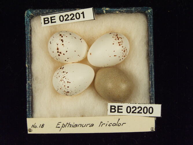 Four bird eggs with specimen labels in box.