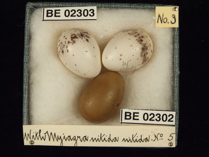Three bird eggs with specimen labels in box.