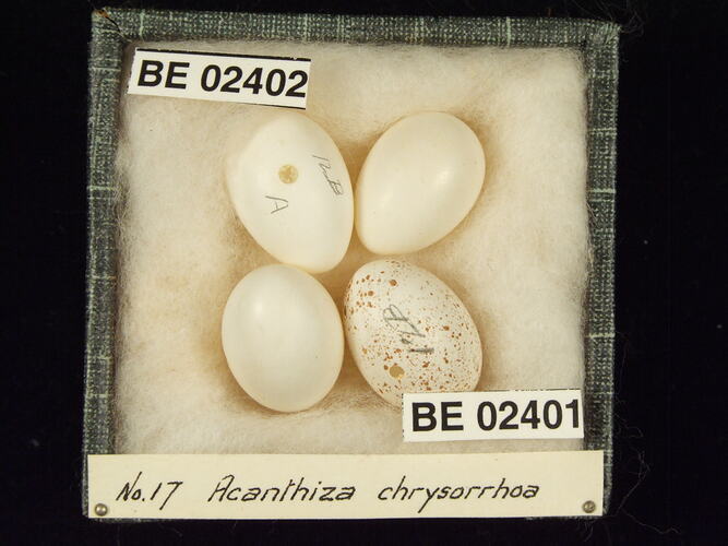 Four bird eggs with specimen labels in box.