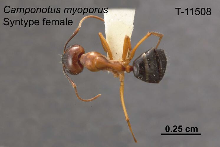 Ant specimen, female, dorsal view.