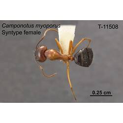 Ant specimen, female, dorsal view.