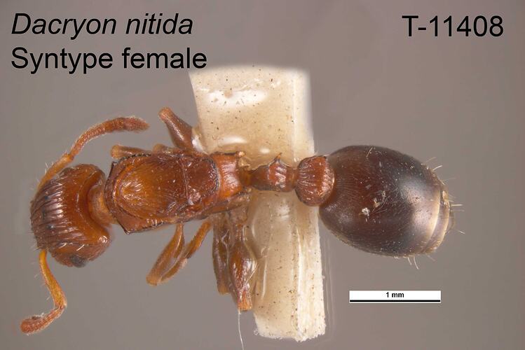 Ant specimen, female, dorsal view.