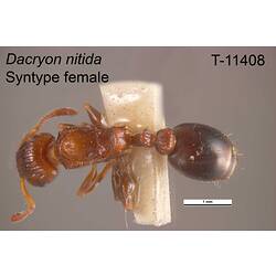 Ant specimen, female, dorsal view.