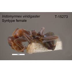 Ant specimen, female, lateral view.
