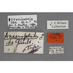 Entomology type specimen labels.