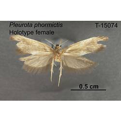 Moth specimen, female, ventral view.