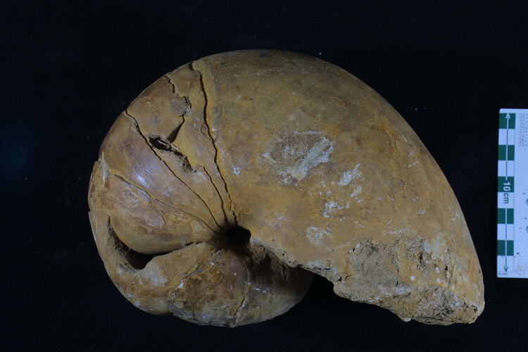 <em>Nautilus geelongensis</em>, fossil nautilus.  Registration no. P 12978.