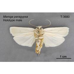 Moth specimen, male, ventral view.
