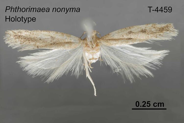 Moth specimen, dorsal view.