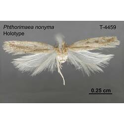 Moth specimen, dorsal view.