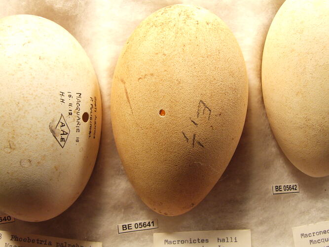 Close up of  bird eggs with specimen labels.