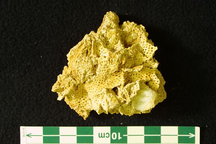 Cluster of perforated pieces of invertebrate fossil.
