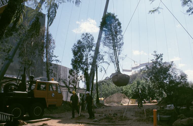 A crane lifting a tree with its roots wrapped.