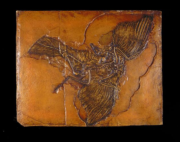 Cast of Archaeopteryx specimen.