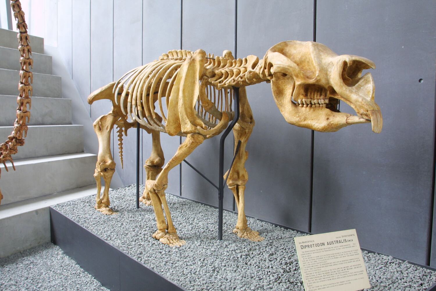 Lake Callabonna Diprotodon, Diprotodon Optatum Owen, 1838