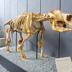 Fossil mammal skeleton on dispaly in museum gallery.