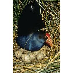 A Purple Swamphen standing over a nest of eggs in the reeds.