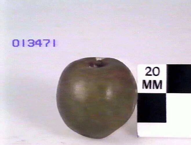 Apple Model, Gloucester Pippin