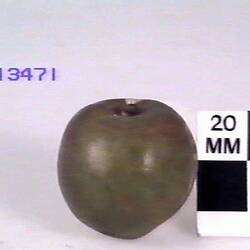 Apple Model - Gloucester Pippin, 1873