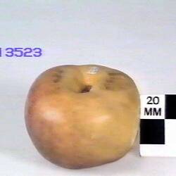 Apple Model - McLellan, Burnley, 1873