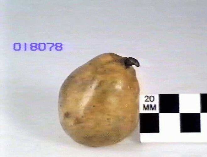 Pear Model - Beurre Superfin, Hawthorn, Victoria, 1875