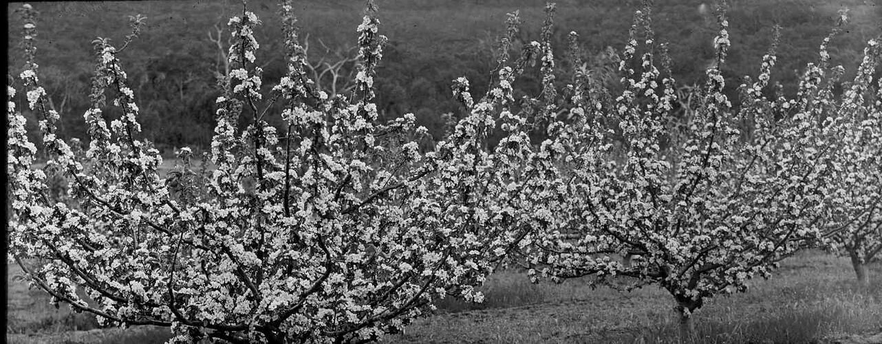 Lantern Slide - Fruit Trees in Blossom, Pomonal, Victoria, 1908-1912. [BA 1461]