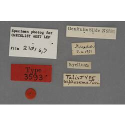 Entomology type specimen labels.