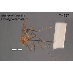 Mosquito specimen, female, lateral view.