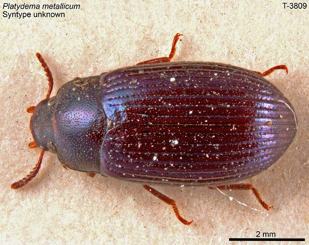 Beetle specimen, dorsal view.