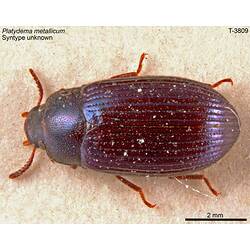 Beetle specimen, dorsal view.