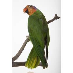 <em>Geoffroyus geoffroyi rhodops</em>, Red-cheeked Parrot, mount.  John Gould Collection.  Registration no. 18924.