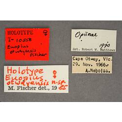 Handwritten specimen labels.