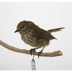 Taxidermied small brown bird mounted on branch.