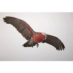 <em>Cacatua roseicapilla</em>, Galah, mount.  Registration no. B 21735.