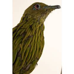 <em>Ptilinopus luteovirens</em>, Golden Dove, mount.  Registration no. 34914.