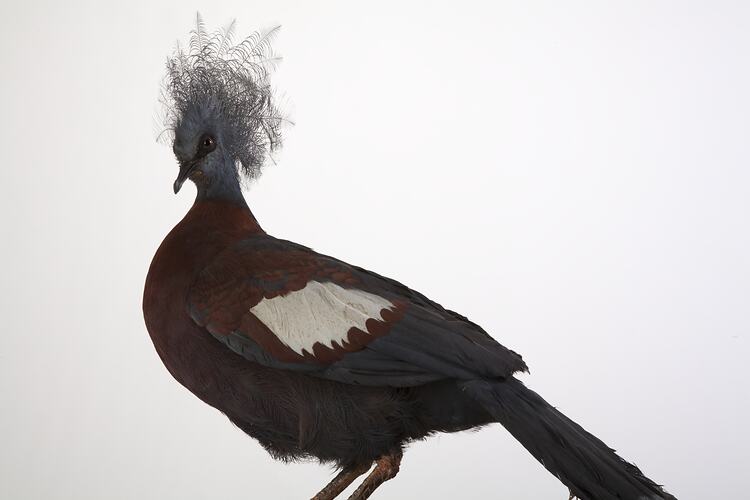 <em>Goura scheepmakeri sclaterii</em>, Southern Crowned-Pigeon, mount.  Registration no. 61211.