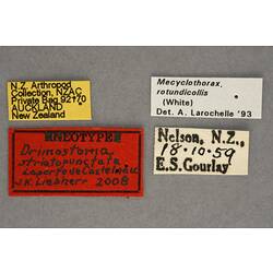 Handwritten specimen labels.
