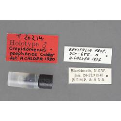 Partial insect preparation in vial with specimen labels.