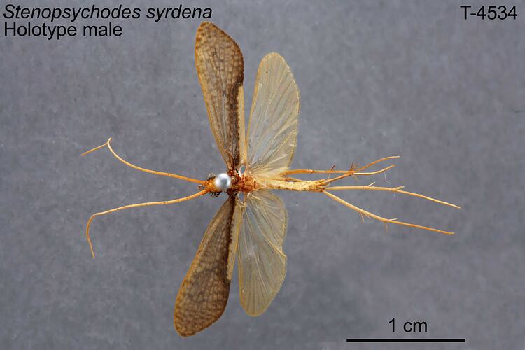 Caddisfly specimen, male, dorsal view.
