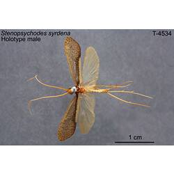 Caddisfly specimen, male, dorsal view.