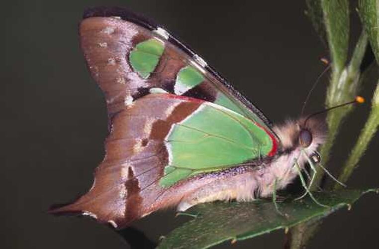 A Macleay's Swallowtail butterfly on a leaf, showing the underside of the wings.