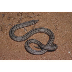 A Burton's Snake-lizard on sandy soil.
